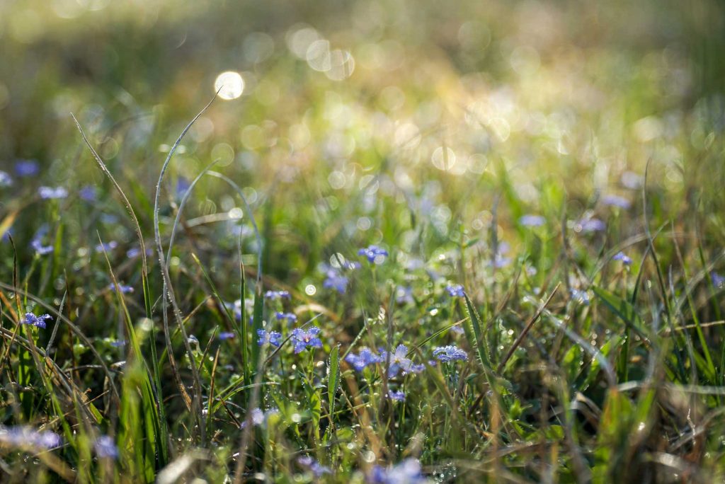 Wildblumenwiese